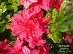 Rhododendron obtusum