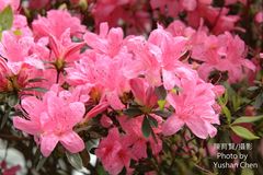 Rhododendron obtusum