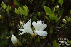 Rhododendron obtusum