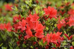 Rhododendron obtusum