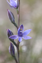 Thelymitra paludosa