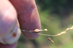 Eragrostis capensis