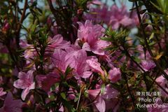 Rhododendron obtusum