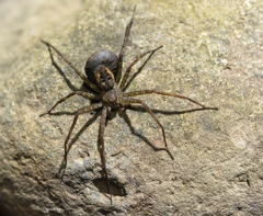 Paratrechalea ornata