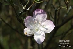 Rhododendron obtusum