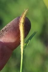 Setaria sphacelata sphacelata