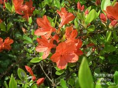 Rhododendron obtusum