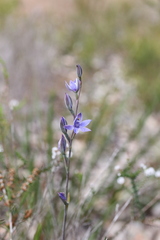 Thelymitra paludosa