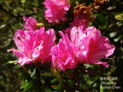 Rhododendron obtusum