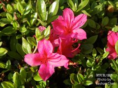 Rhododendron obtusum