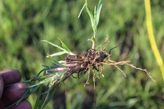 Setaria sphacelata sphacelata