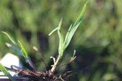 Setaria sphacelata sphacelata