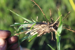 Setaria sphacelata sphacelata