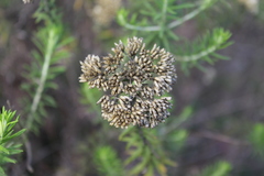 Helichrysum kraussii