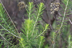 Helichrysum kraussii