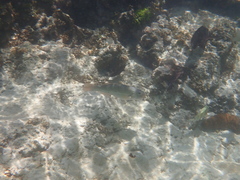 Leptoscarus vaigiensis