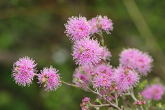 Melaleuca squamea