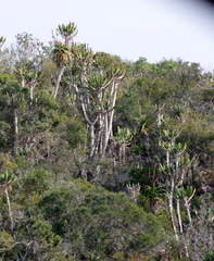 Aloe pluridens