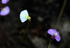 Utricularia grampiana