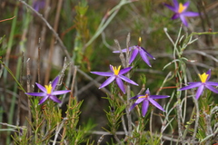 Calectasia intermedia