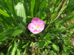 Oenothera rosea