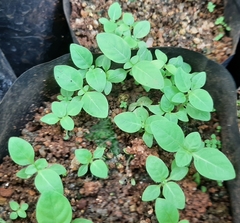 Neolamarckia cadamba