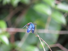 Zenithoptera fasciata