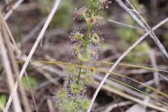 Drosera platypoda
