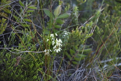 Erica lutea