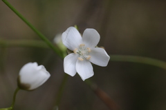 Drosera platypoda