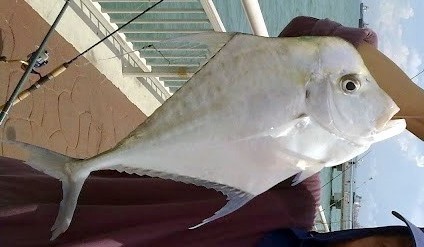Indian Threadfish