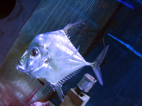 Diamond Trevally