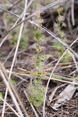 Drosera platypoda