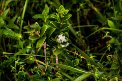 Eugenia capensis capensis