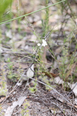 Drosera platypoda