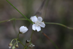 Drosera platypoda