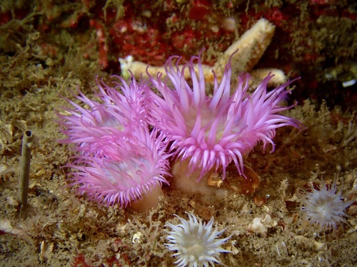 elegant anemone
