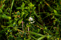 Eugenia capensis capensis