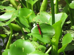 Erythemis mithroides