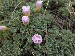 Oxalis enneaphylla