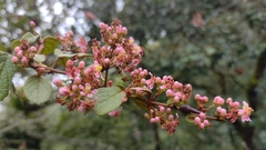 Heteropterys brachiata