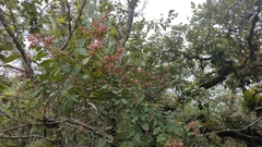 Heteropterys brachiata