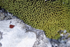 Hypodontium