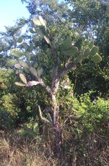 Opuntia inaperta