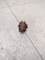 Dendropsophus padreluna