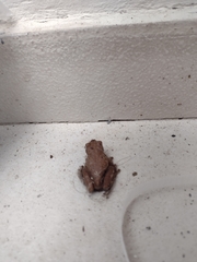 Dendropsophus padreluna