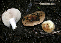 Russula pseudoareolata