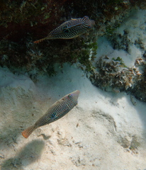 Canthigaster petersii