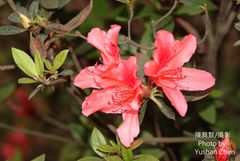 Rhododendron scabrum