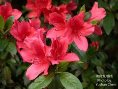 Rhododendron scabrum